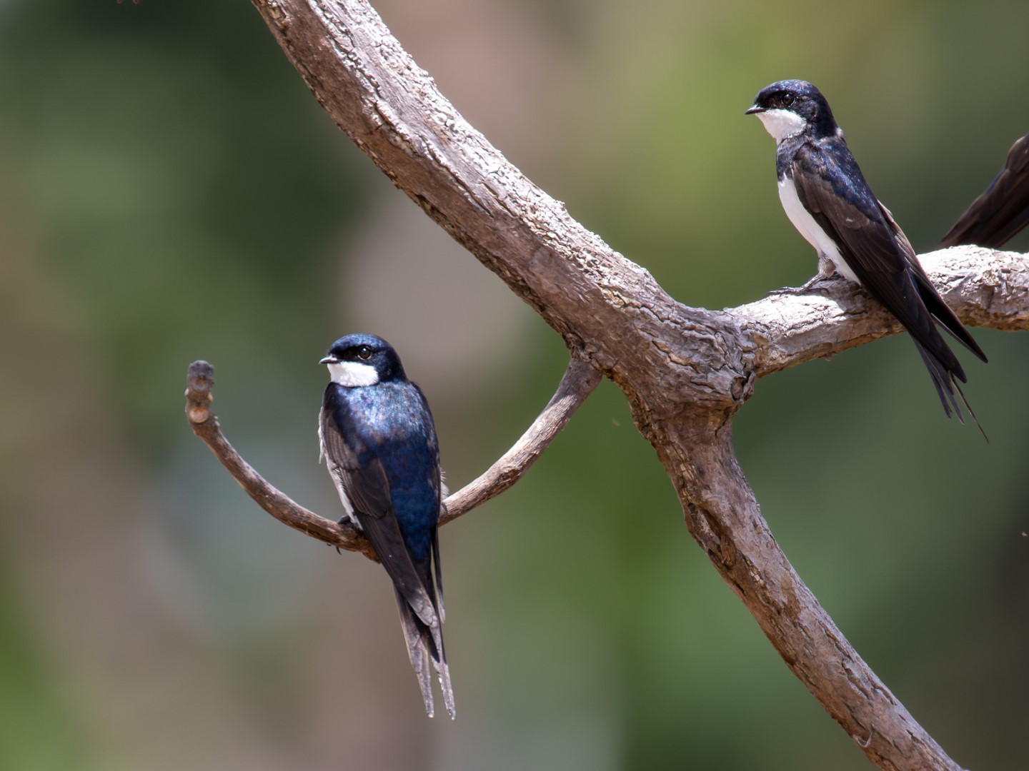 White-thighed swallow