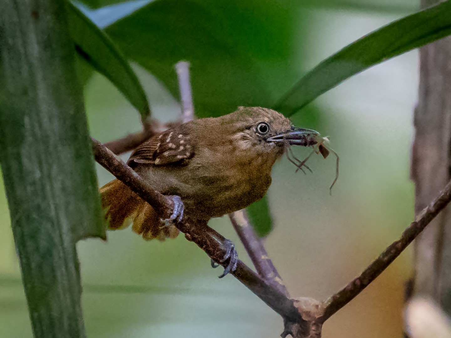 White-throated Antbird
