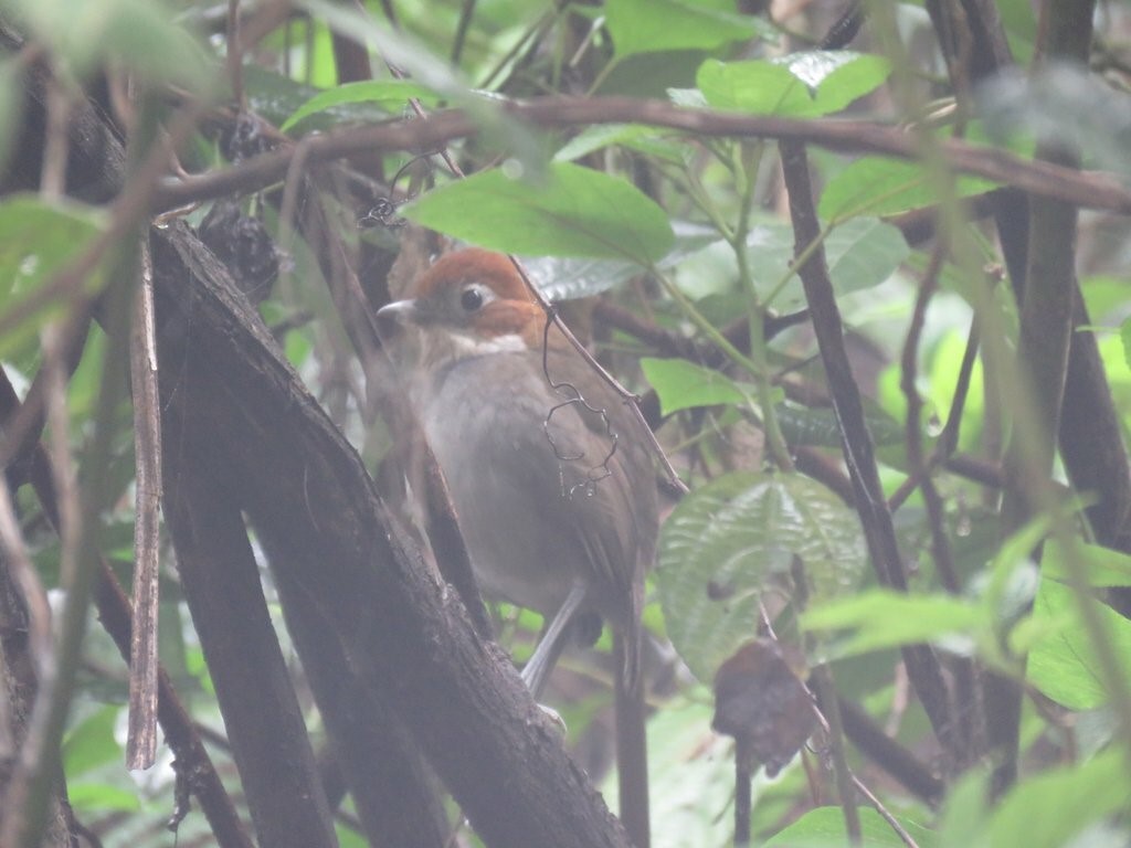 White-throated Antpitta