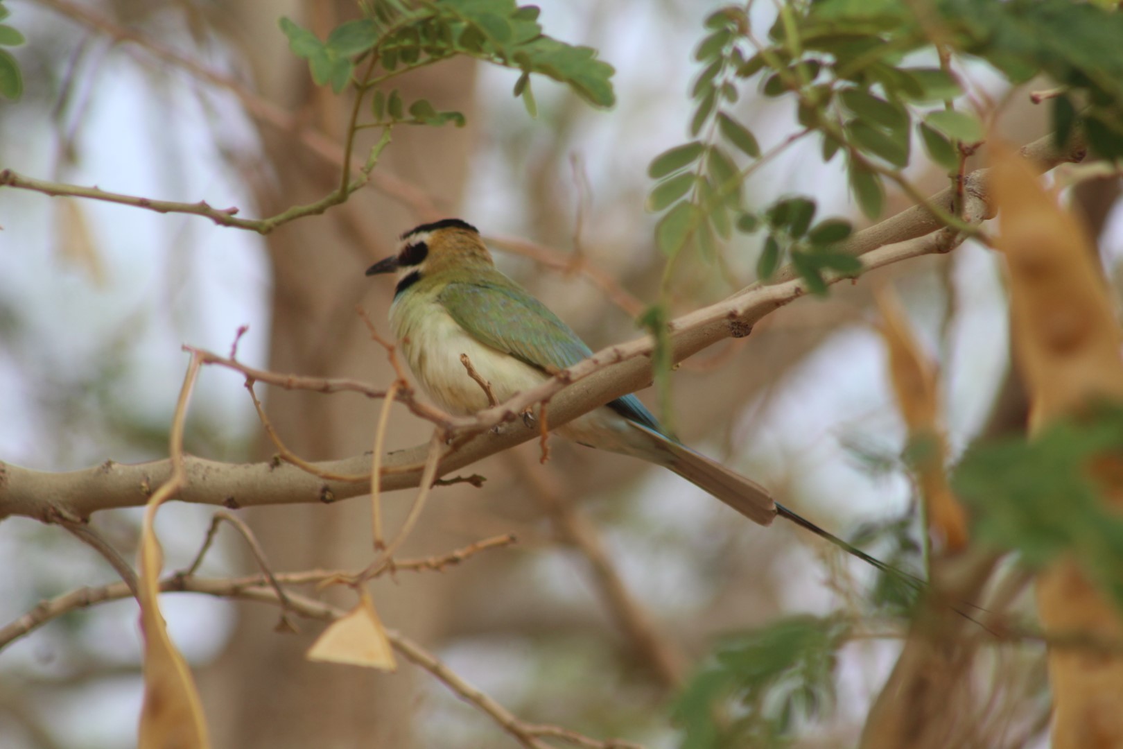 White-throated Bee-eater