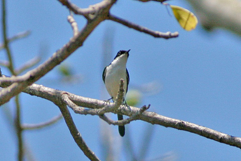 White-throated Bushchat