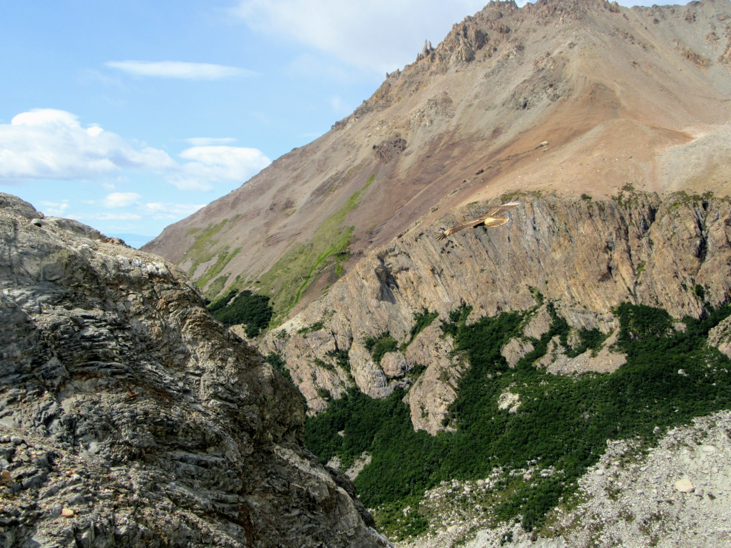 White-throated Caracara
