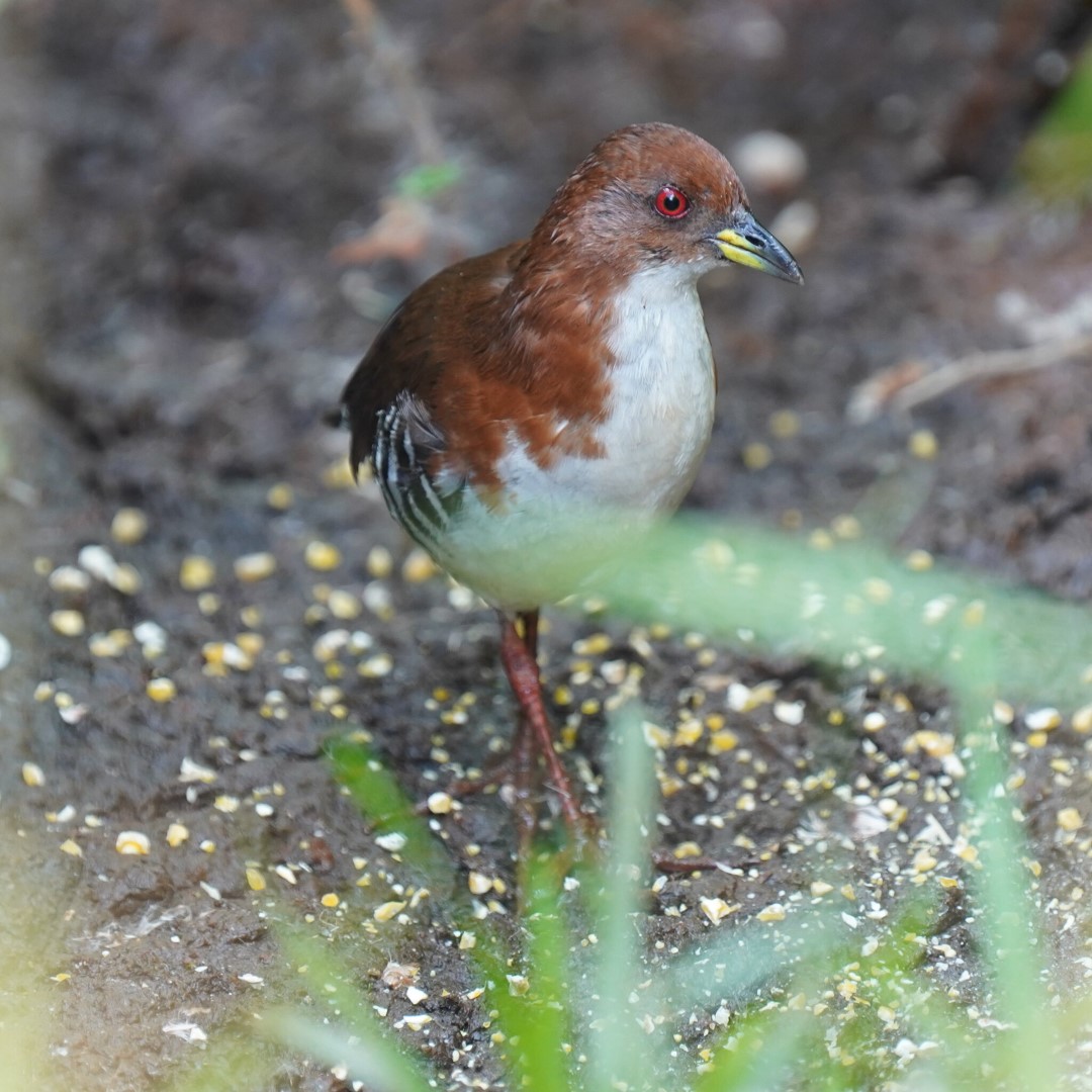 White-throated Crake