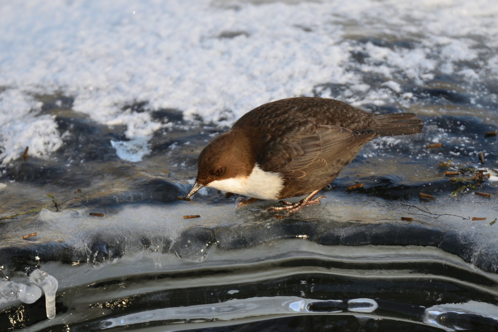 White-throated Dipper
