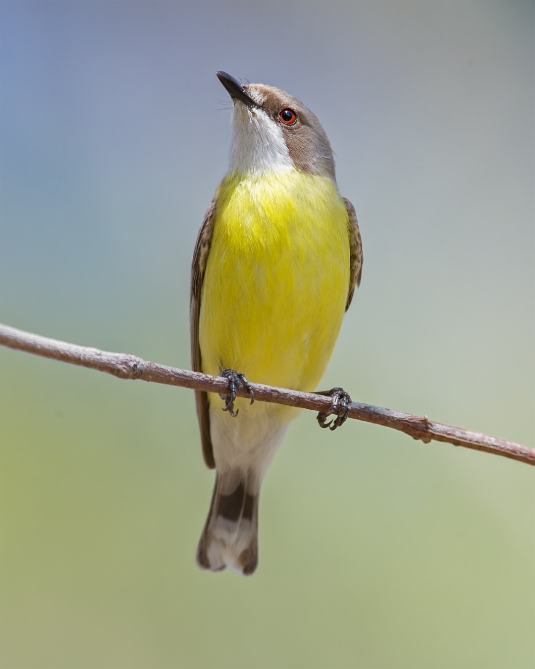 White-throated Gerygone