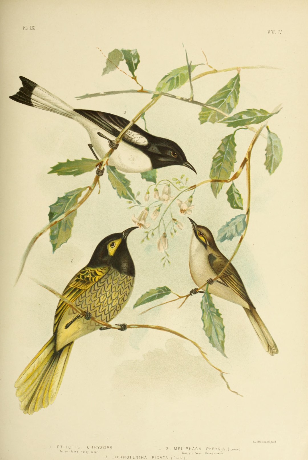 White-throated Grasswren