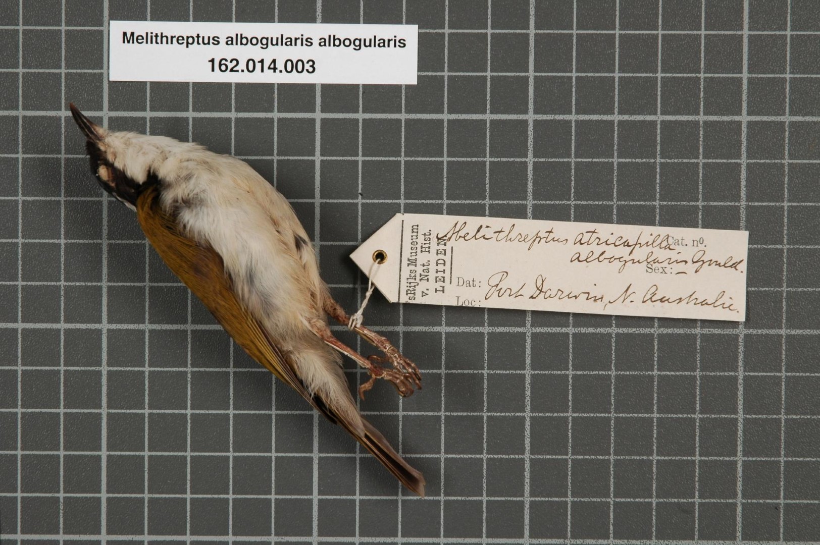 White-throated Honeyeater