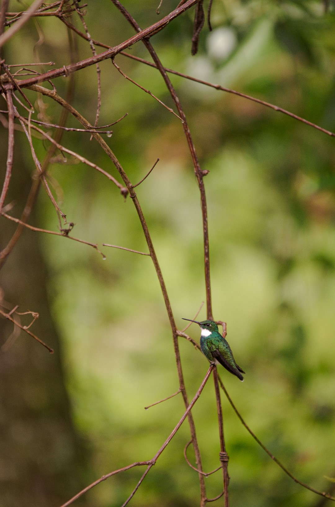 White-throated Hummingbird