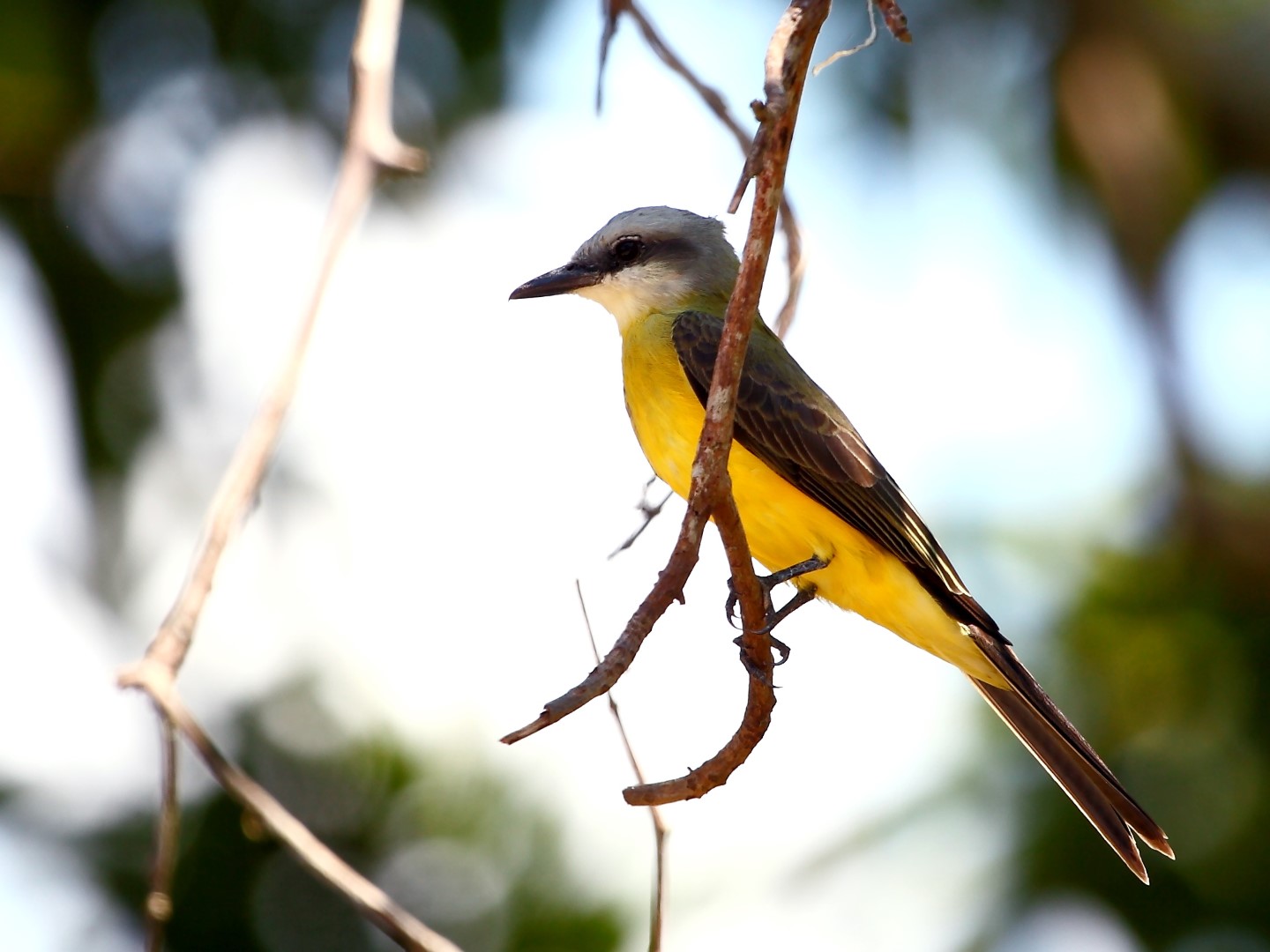 White-throated Kingbird
