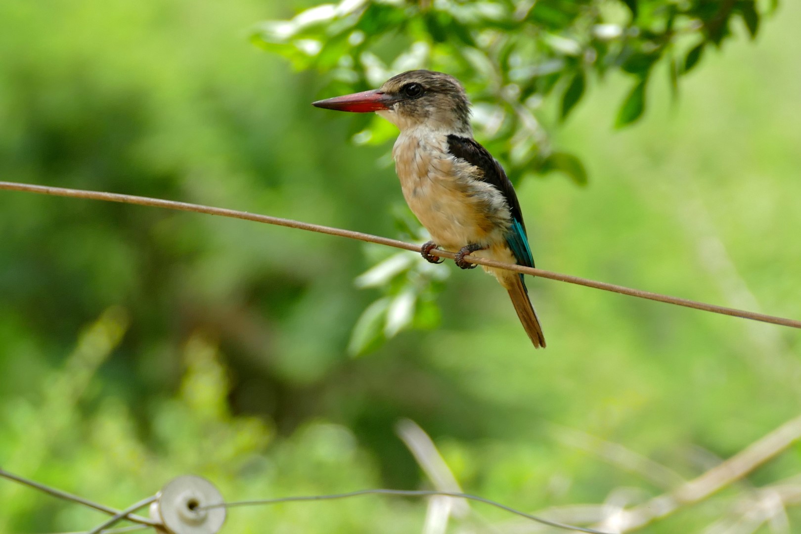 White-throated Kingfisher