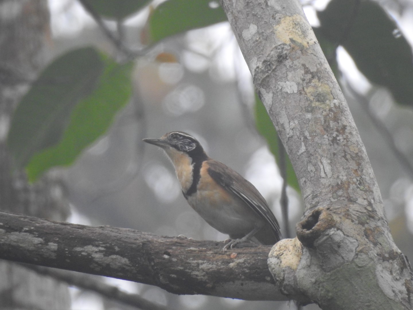 White-throated Laughingthrush