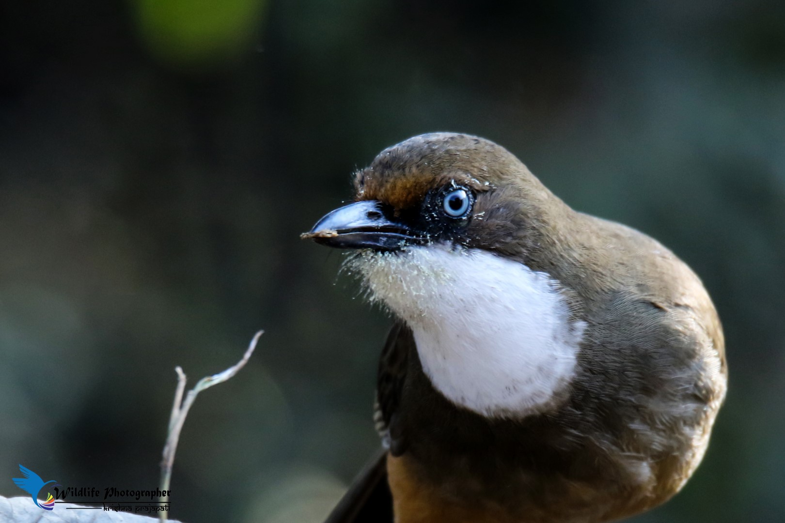 White-throated Laughingthrush
