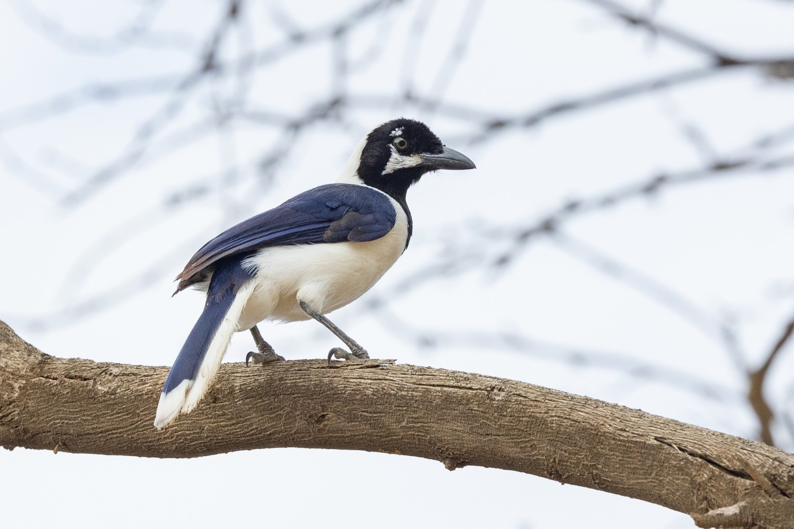 White-throated Magpie-Jay