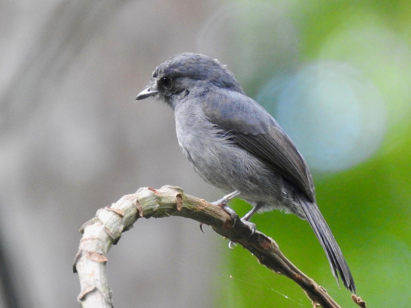 White-throated Mountain-Flycatcher
