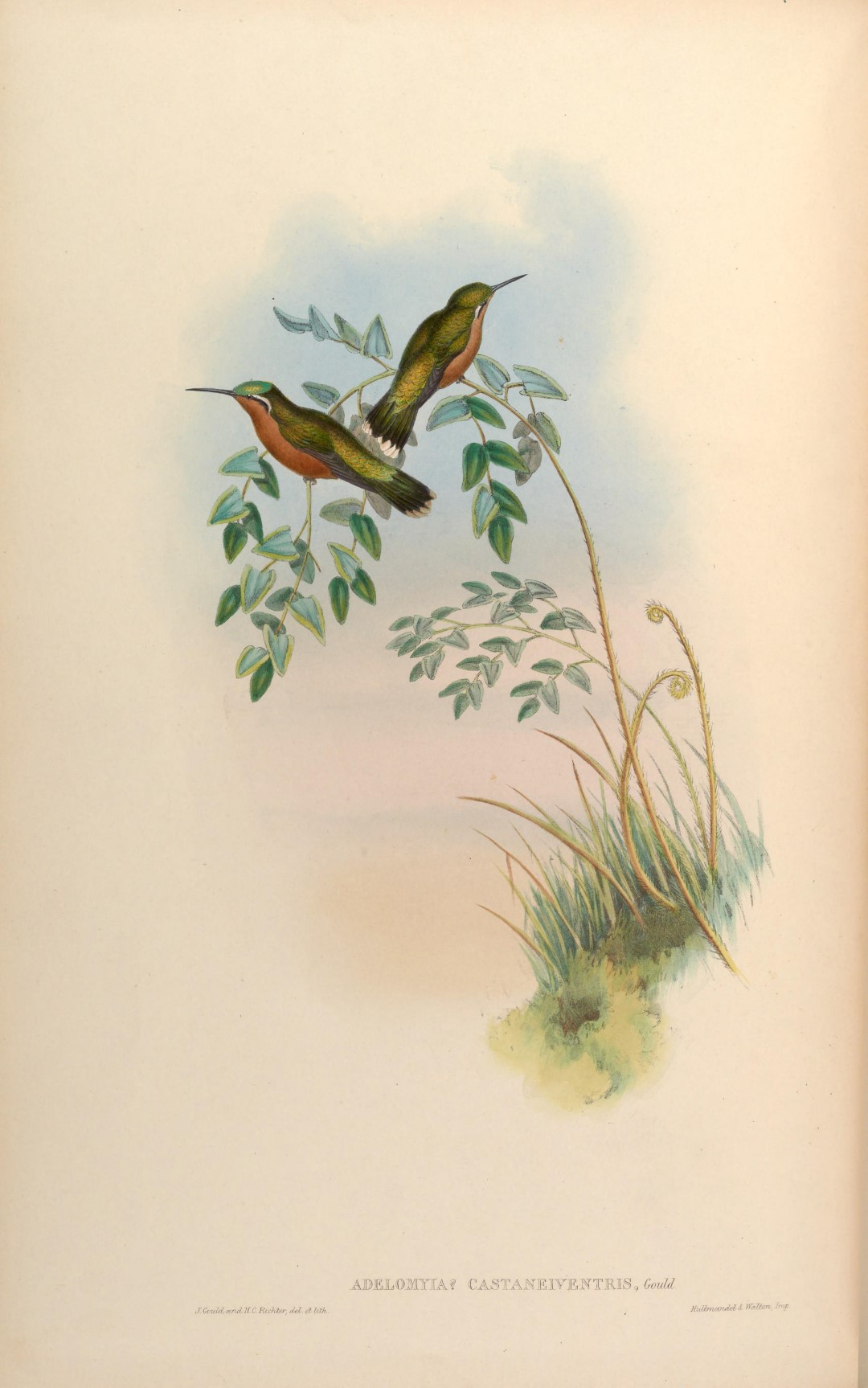 White-throated Mountain-gem