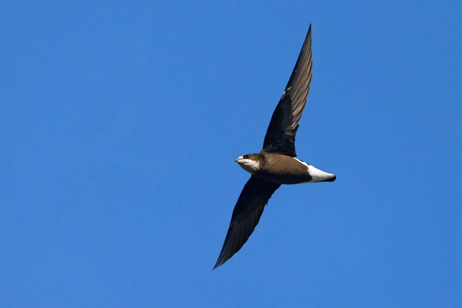 White-throated Needletail