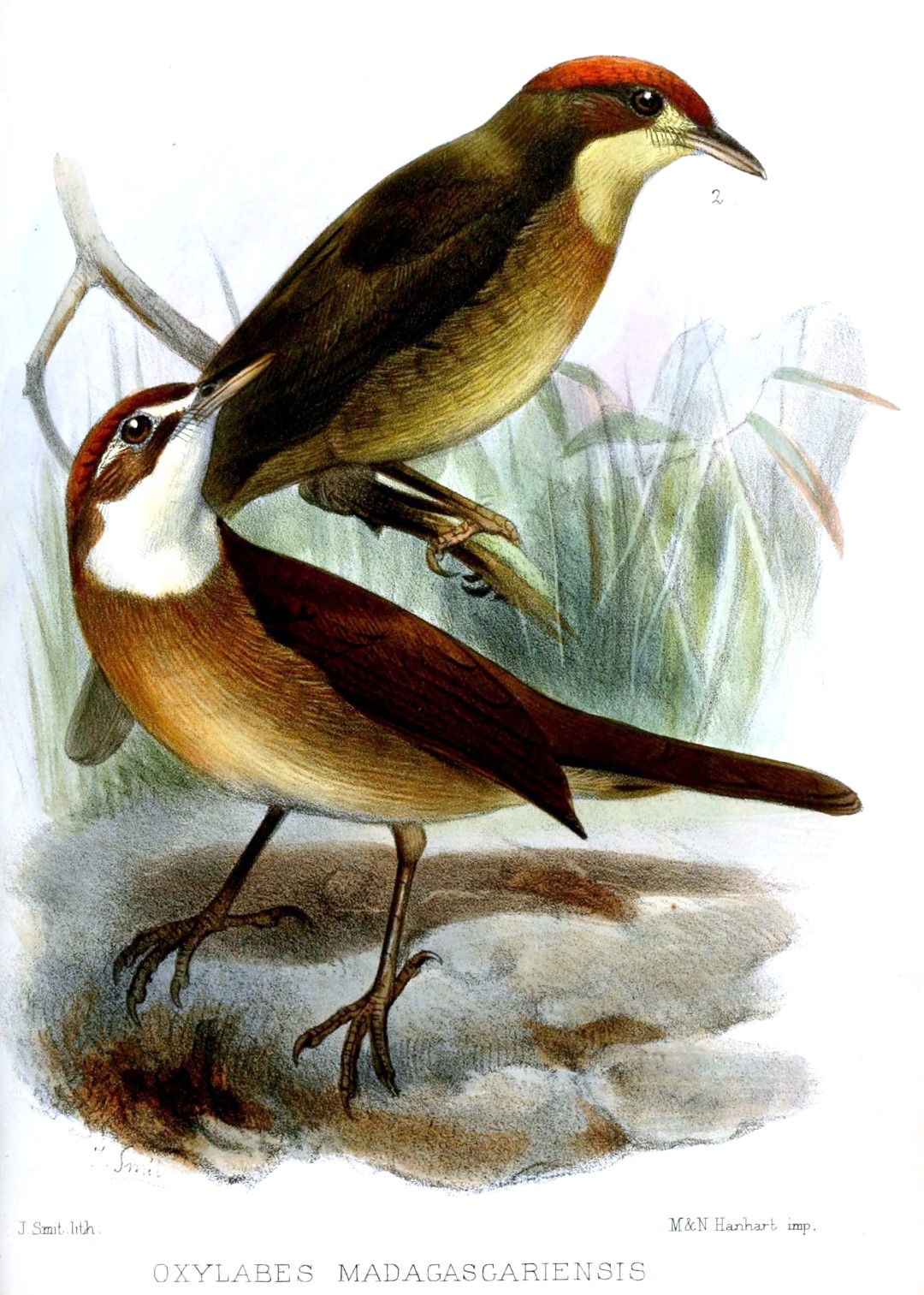 White-throated Oxylabes