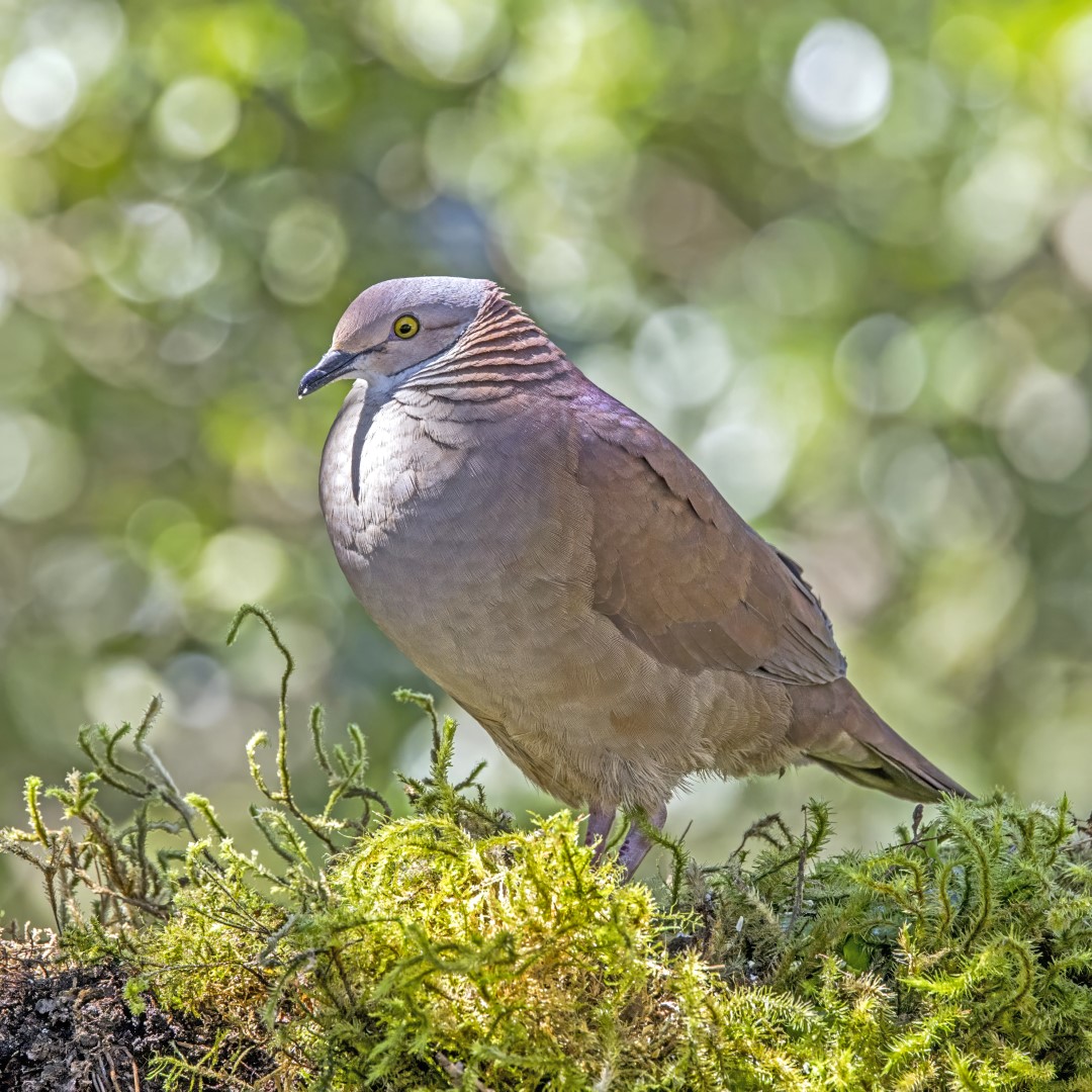 White-throated Quail-Dove