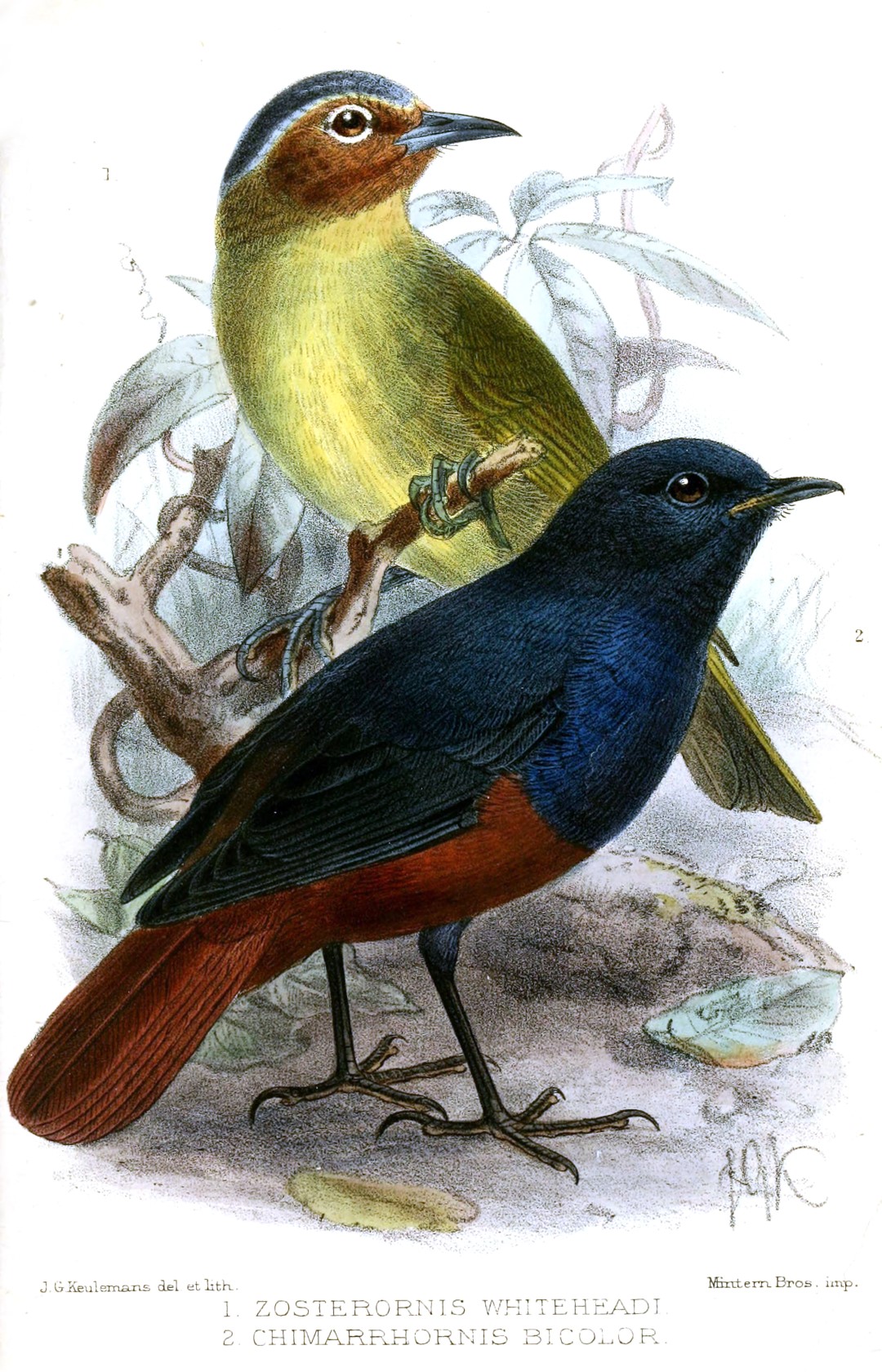 White-throated Redstart