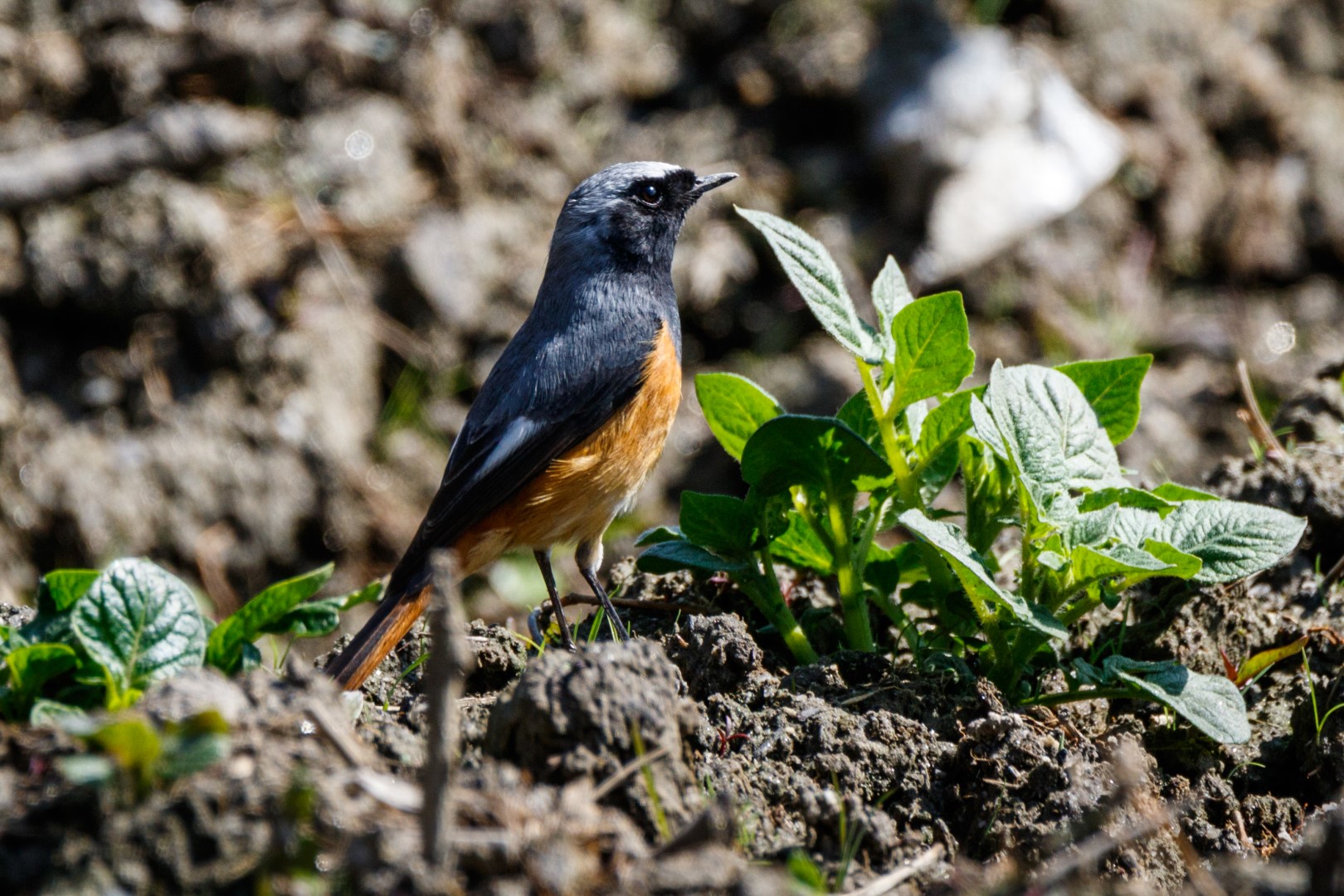 White-throated Redstart