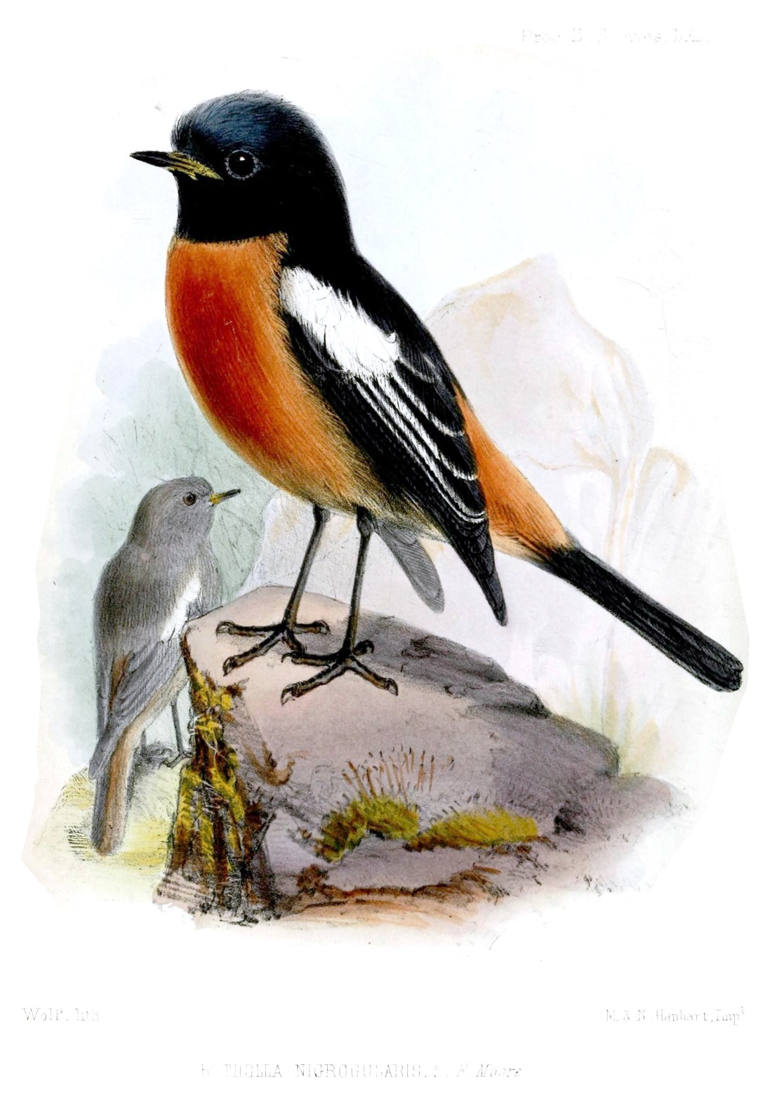 White-throated Redstart