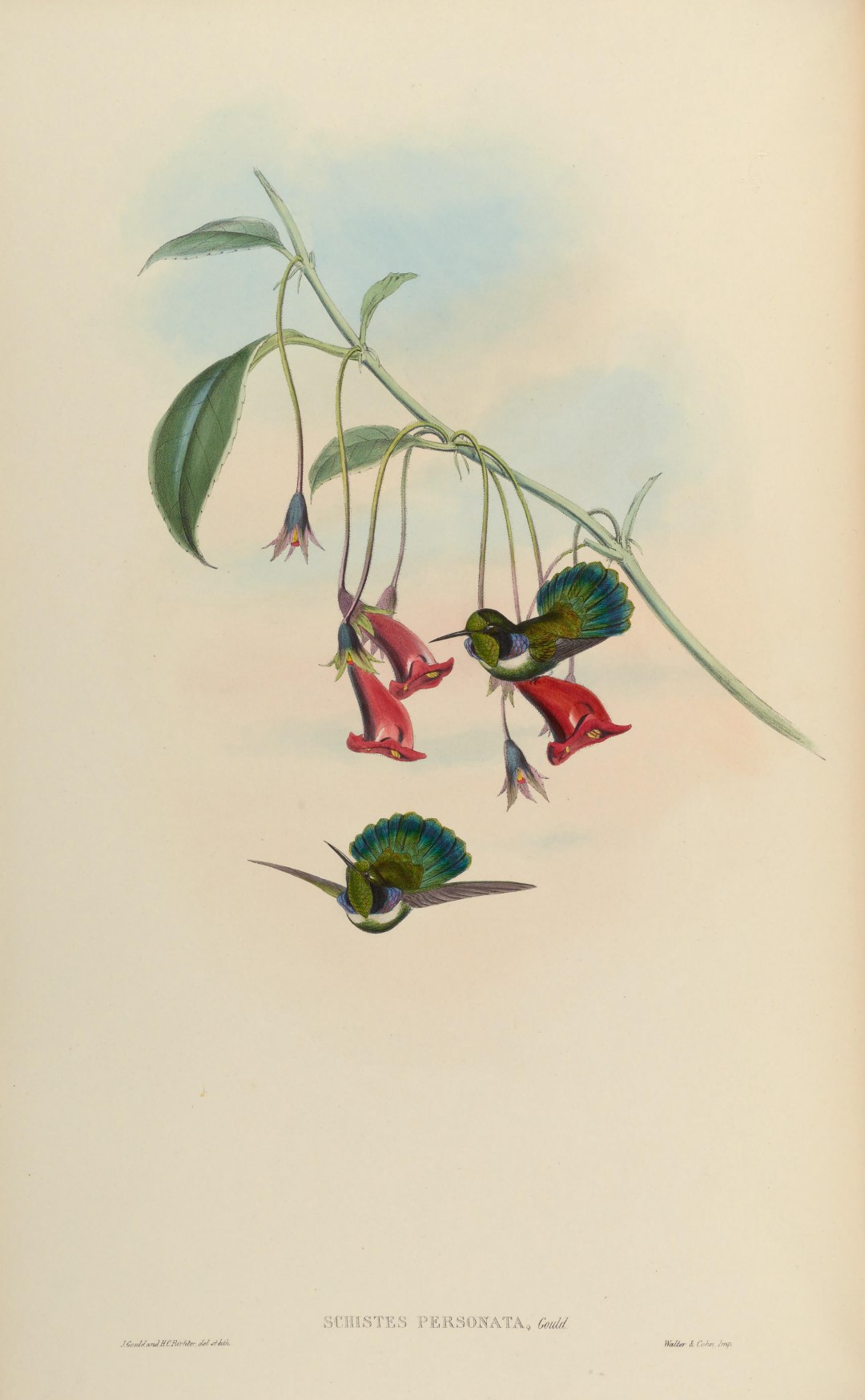 White-throated Rock Thrush