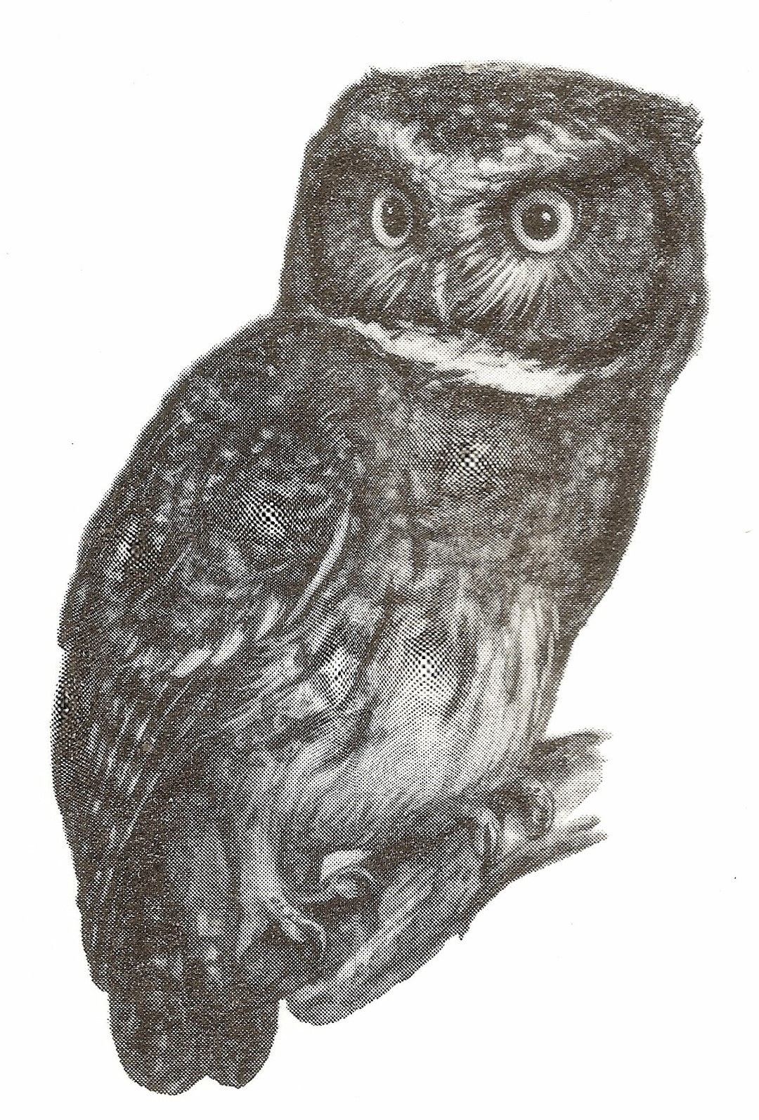 White-throated Screech Owl