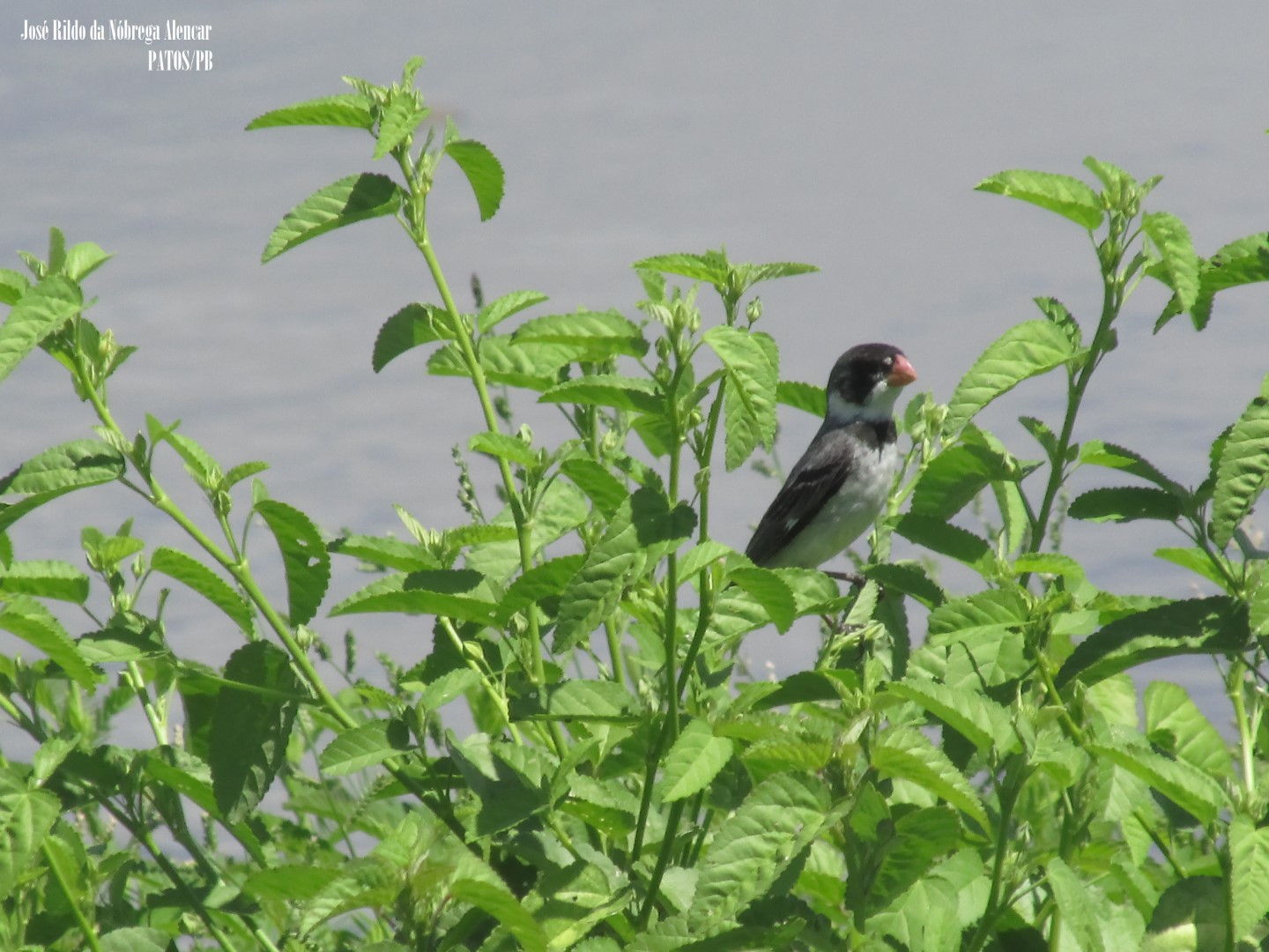 White-throated Seedeater