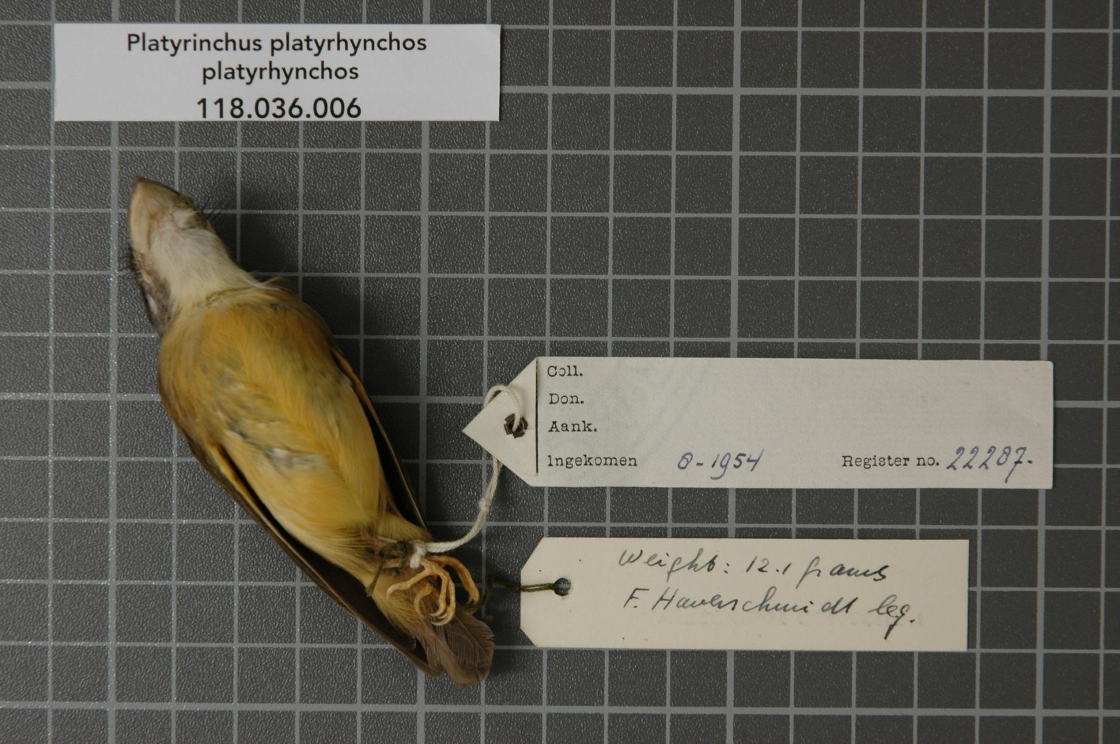 White-throated Spadebill