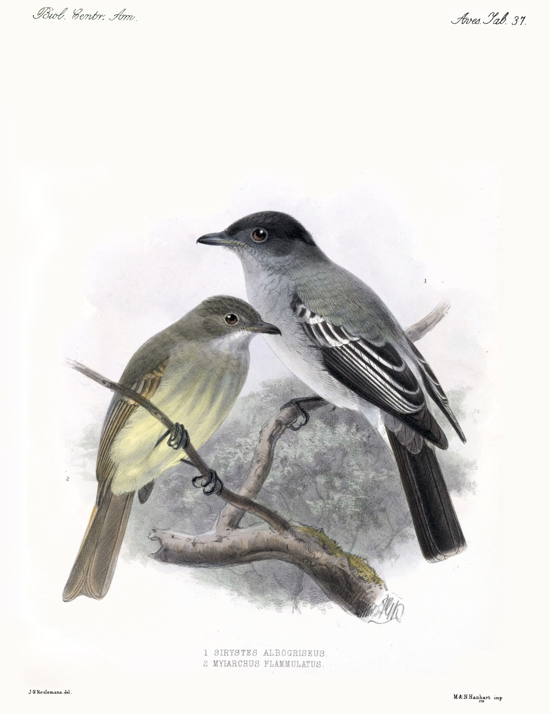 White-throated Spadebill