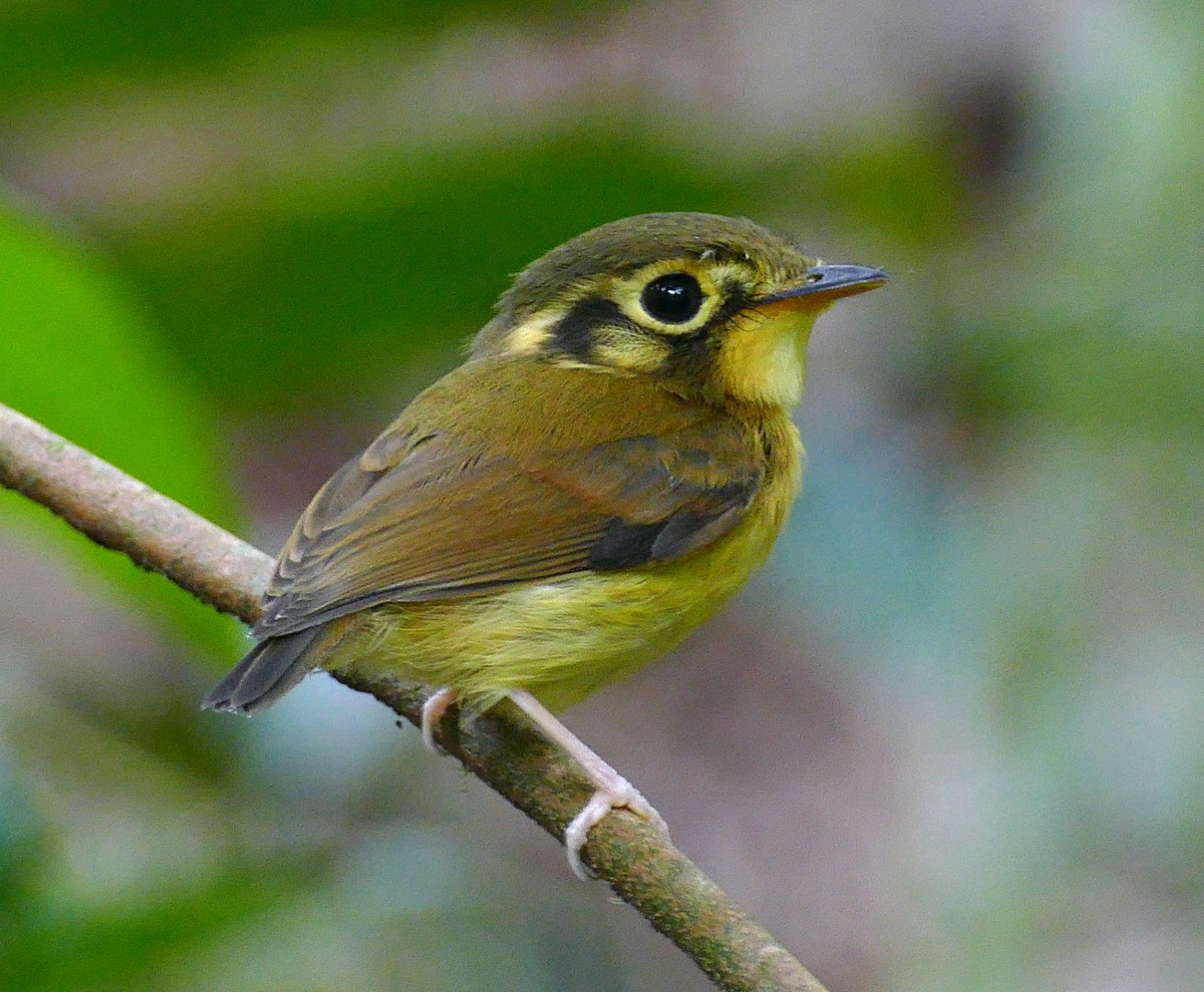 White-throated Spadebill
