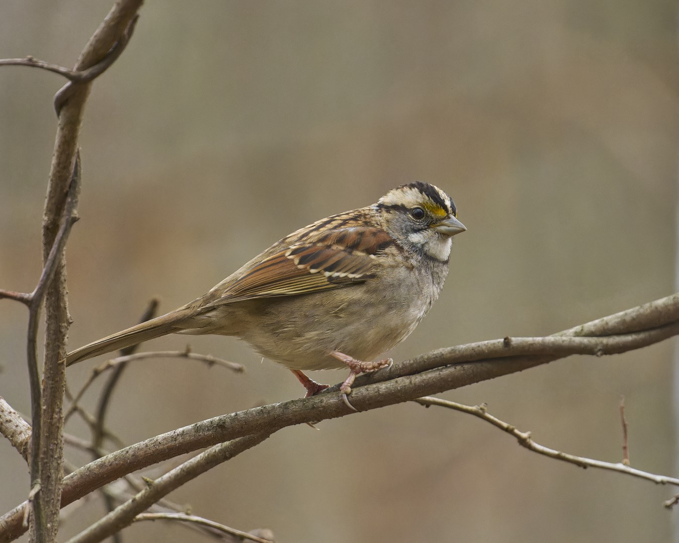 White-throated Sparrow