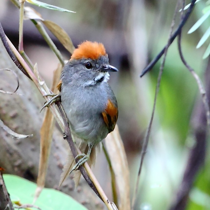 White-throated Spinetail
