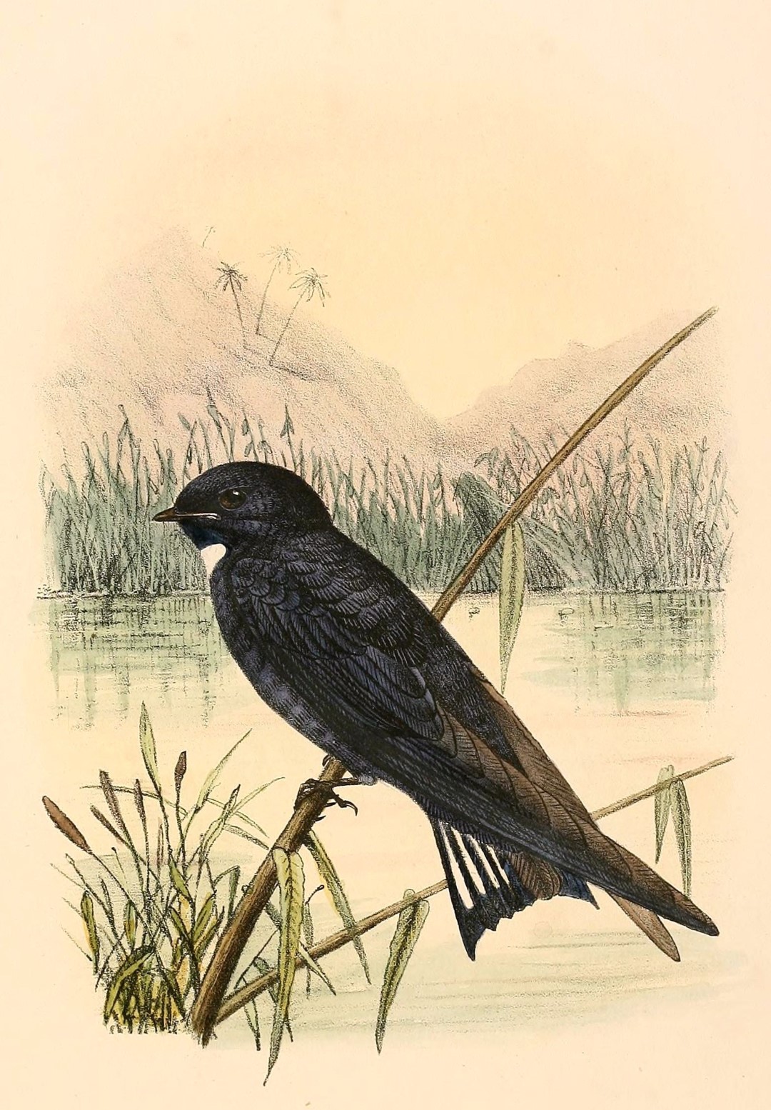 White-throated Swallow