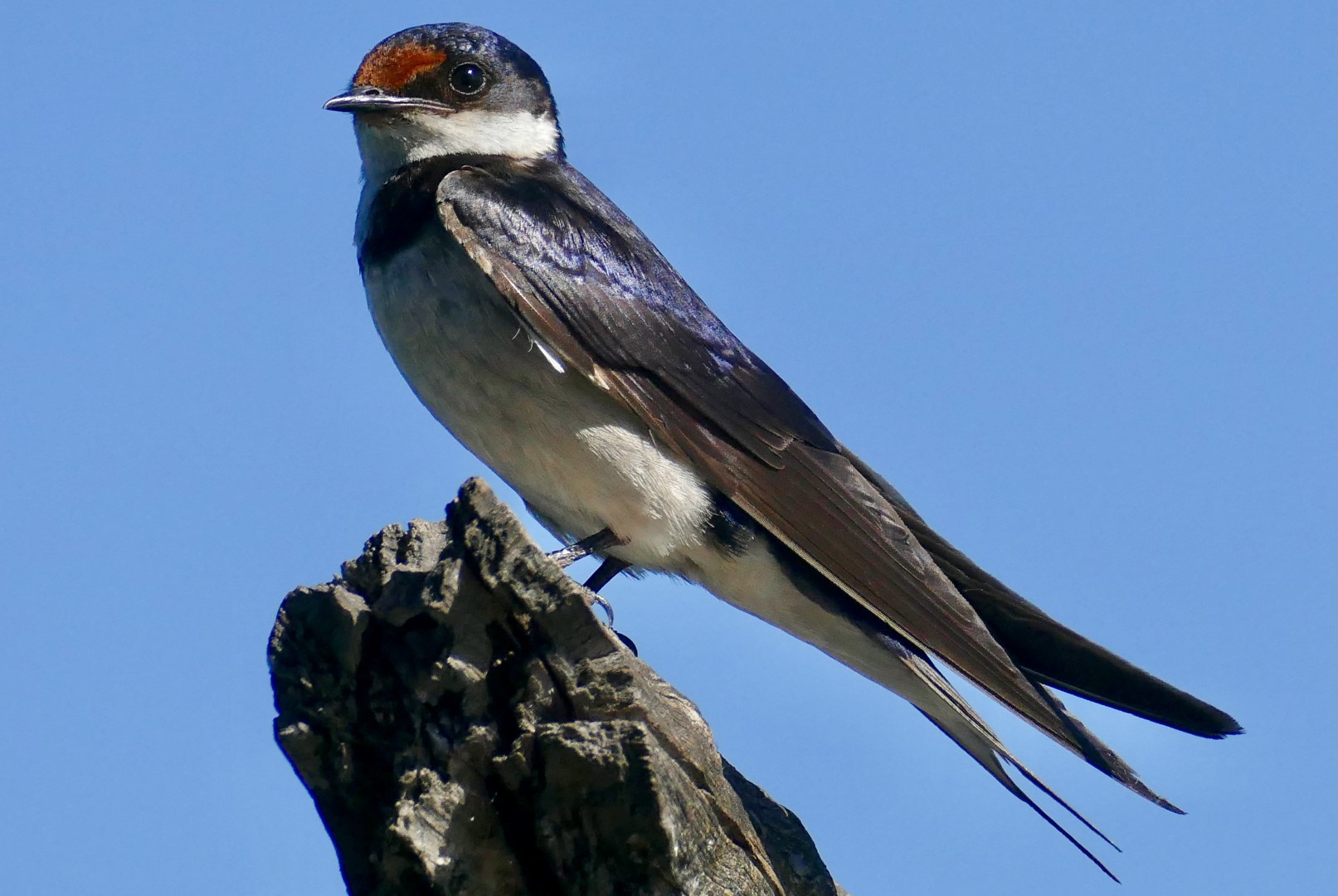 White-throated Swallow