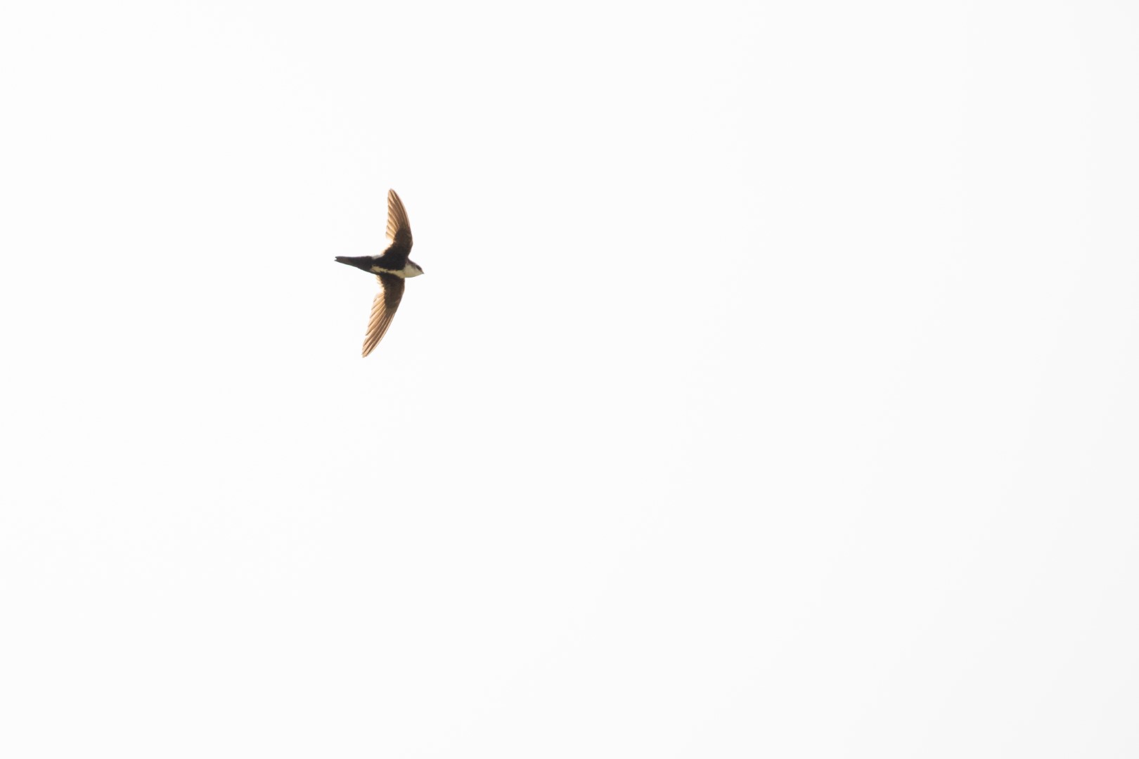 White-throated Swift