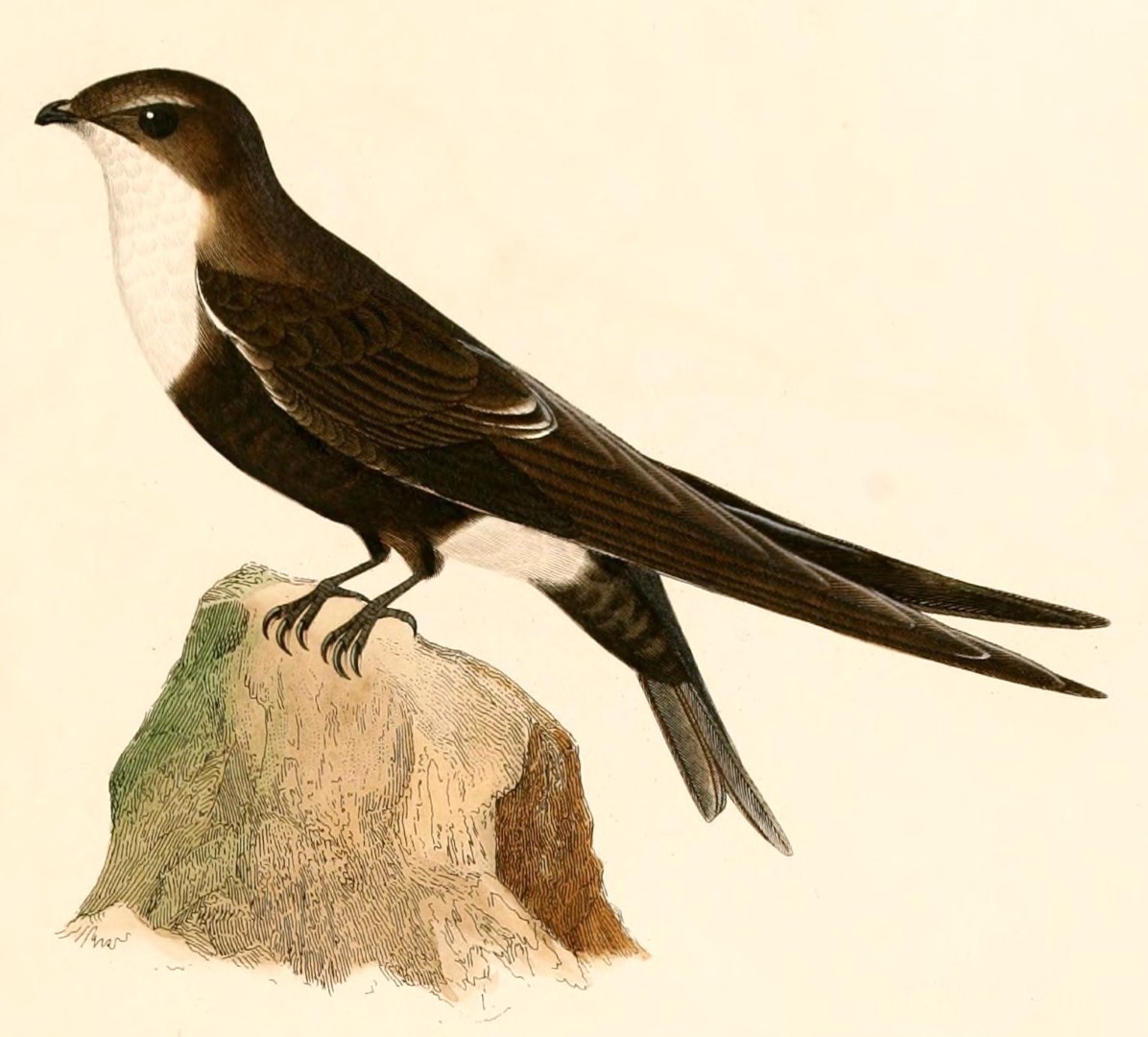 White-throated Swift
