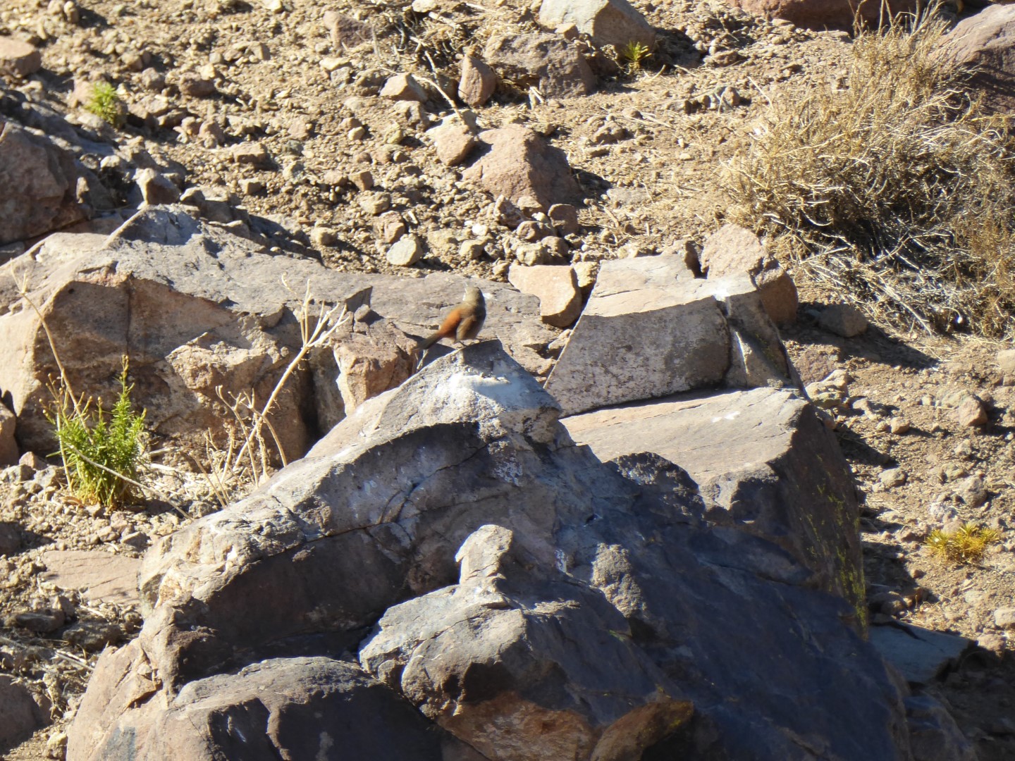 White-throated Tapaculo