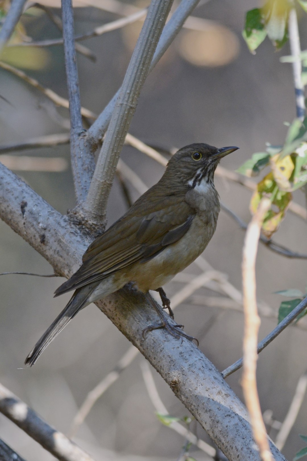 White-throated Thrush