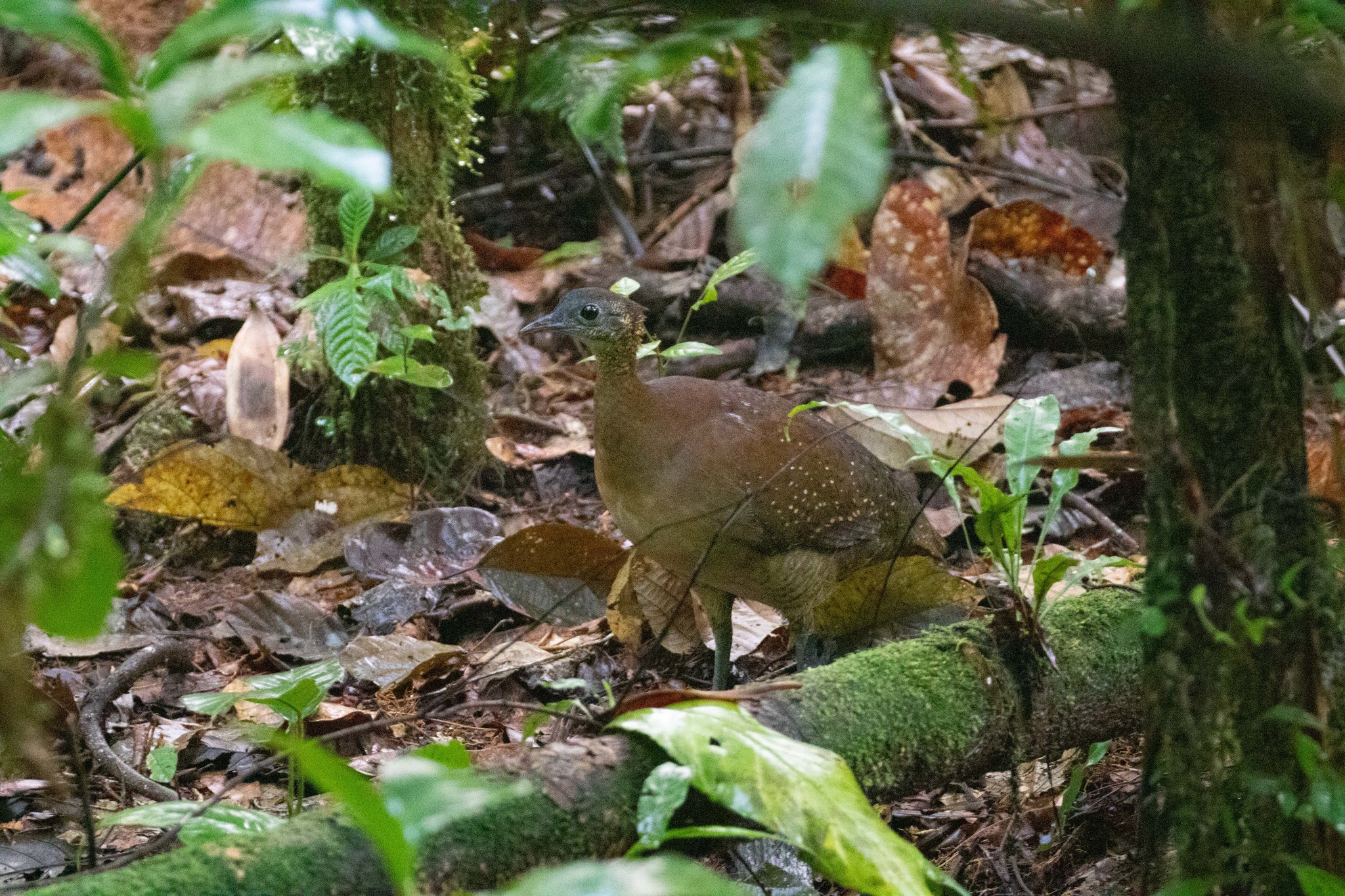 White-throated Tinamou