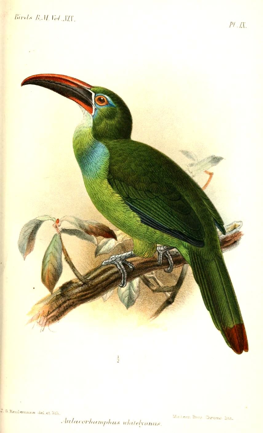 White-throated Toucanet