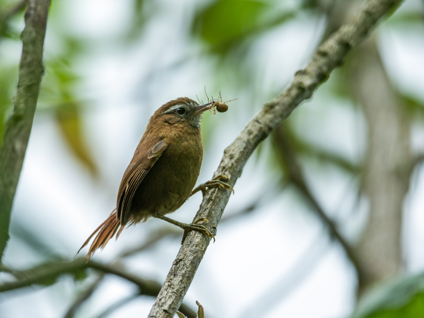 White-throated Toucanet