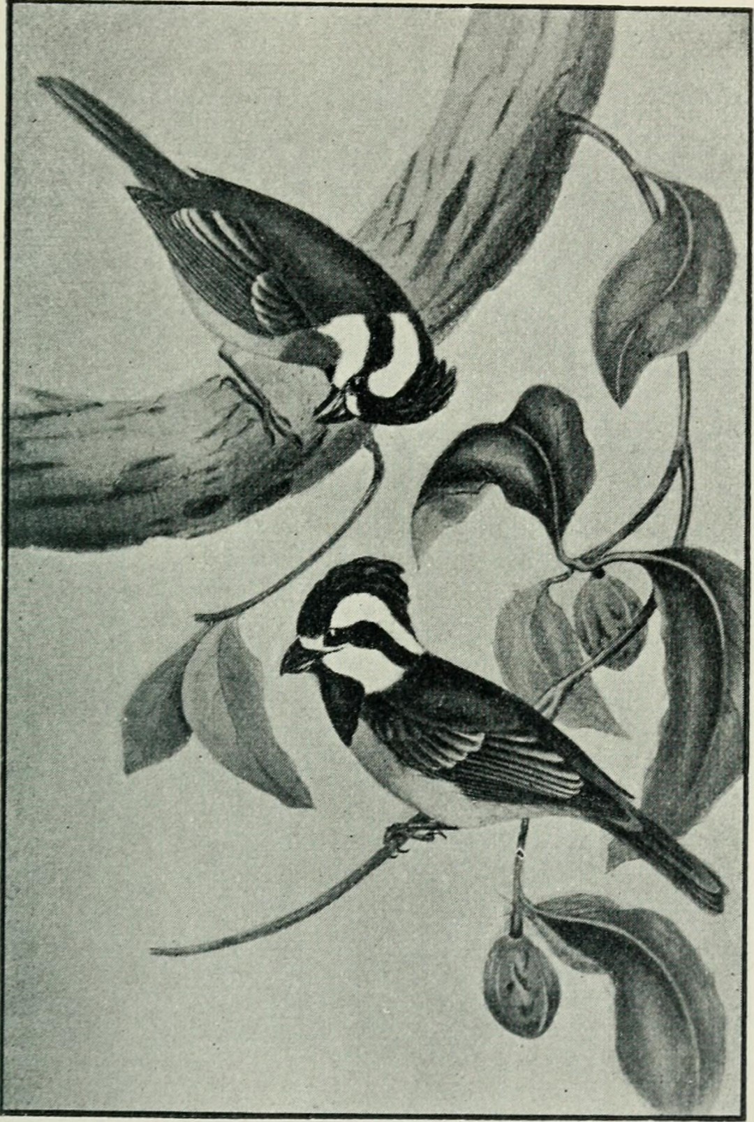 White-throated Treecreeper