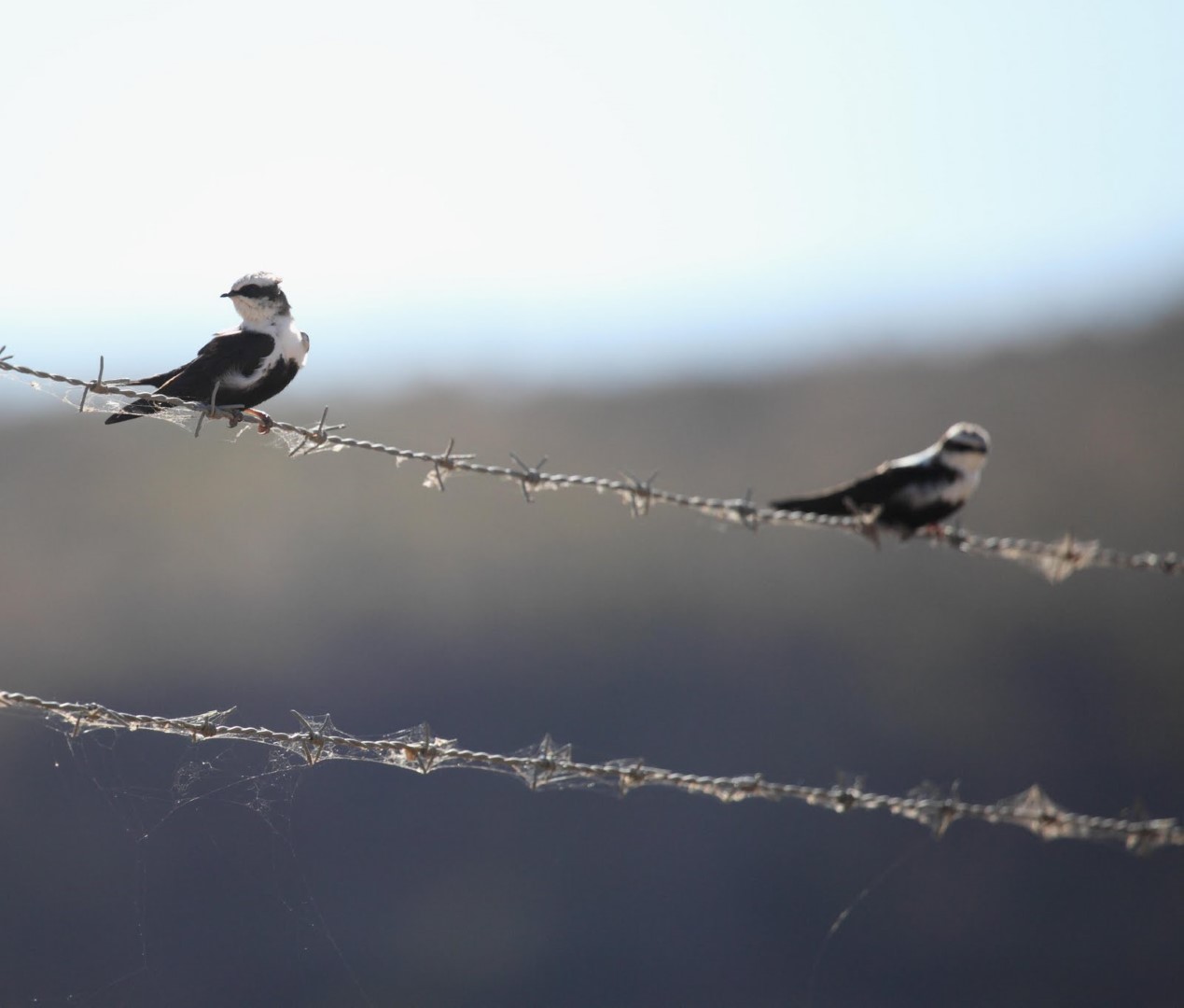 White-throated Treecreeper