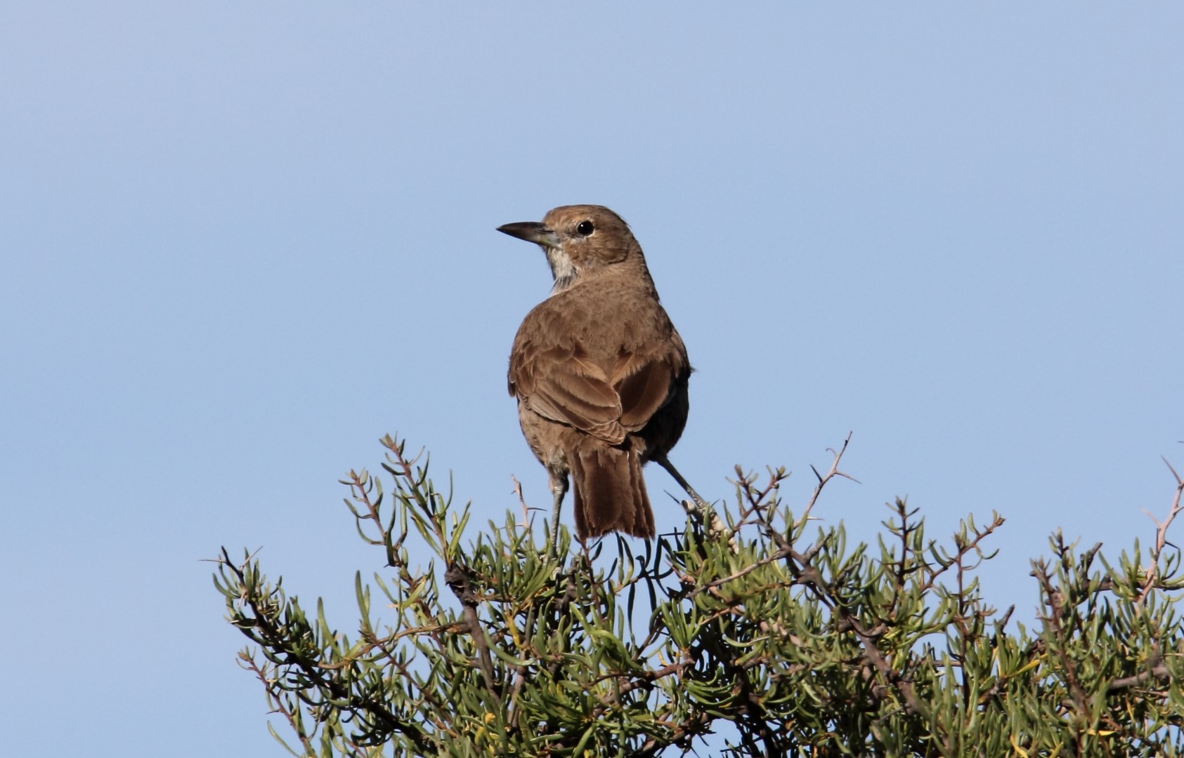 White-throated treerunner