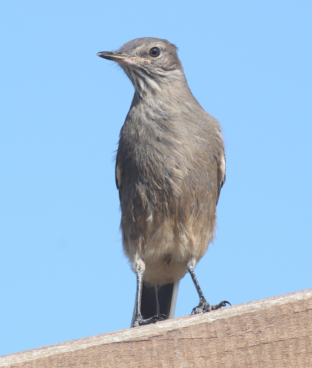White-throated Tyrannulet