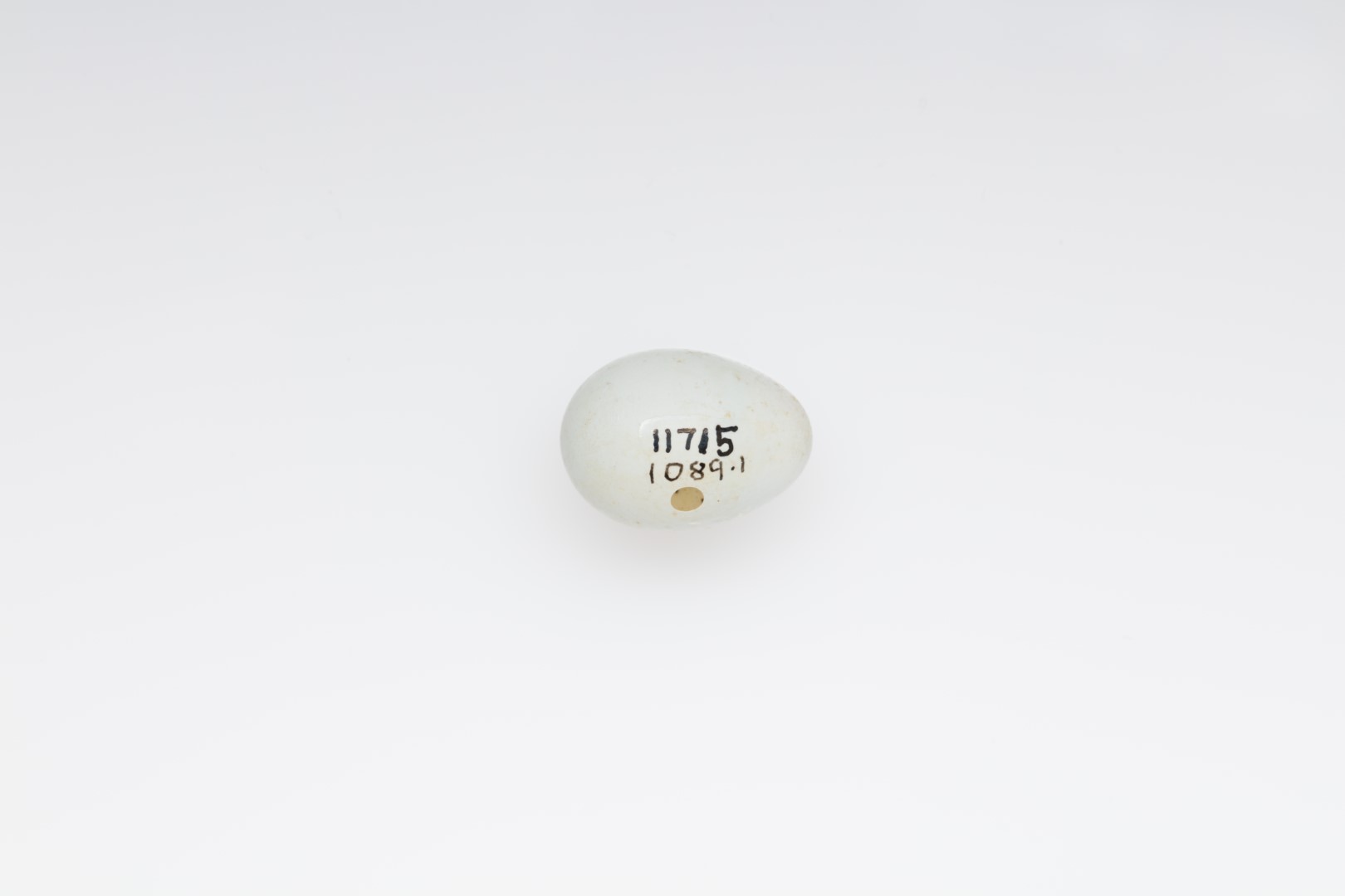 White-throated White-eye