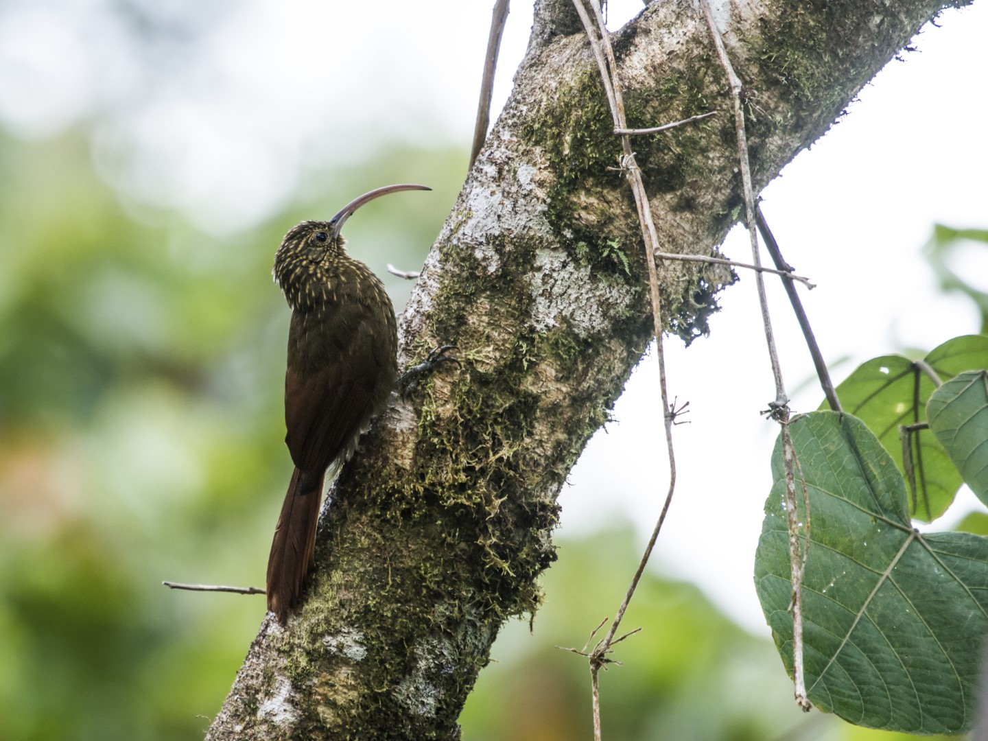 White-throated Woodcreeper