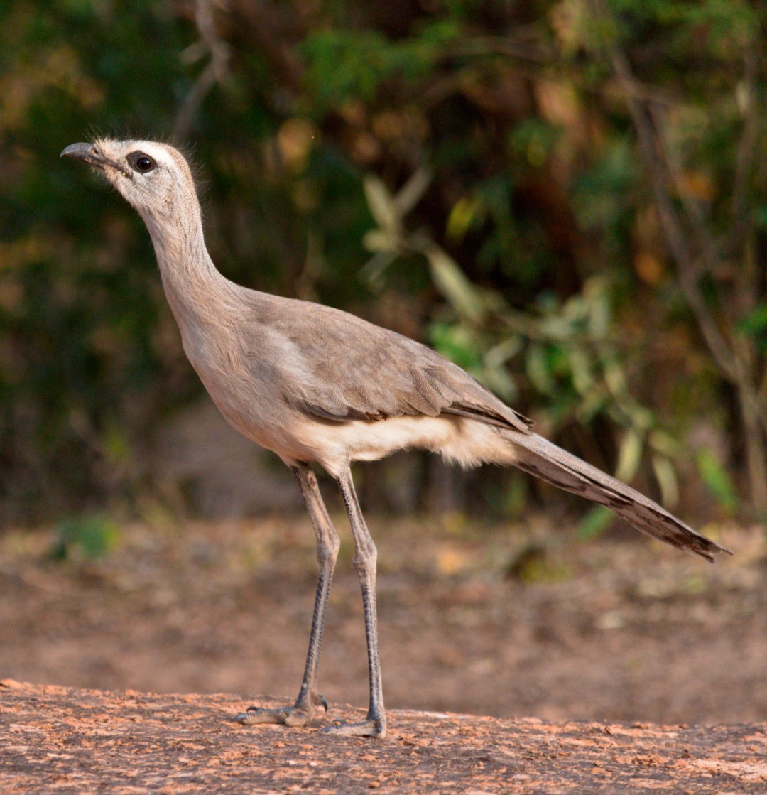 White-throated Woodstar