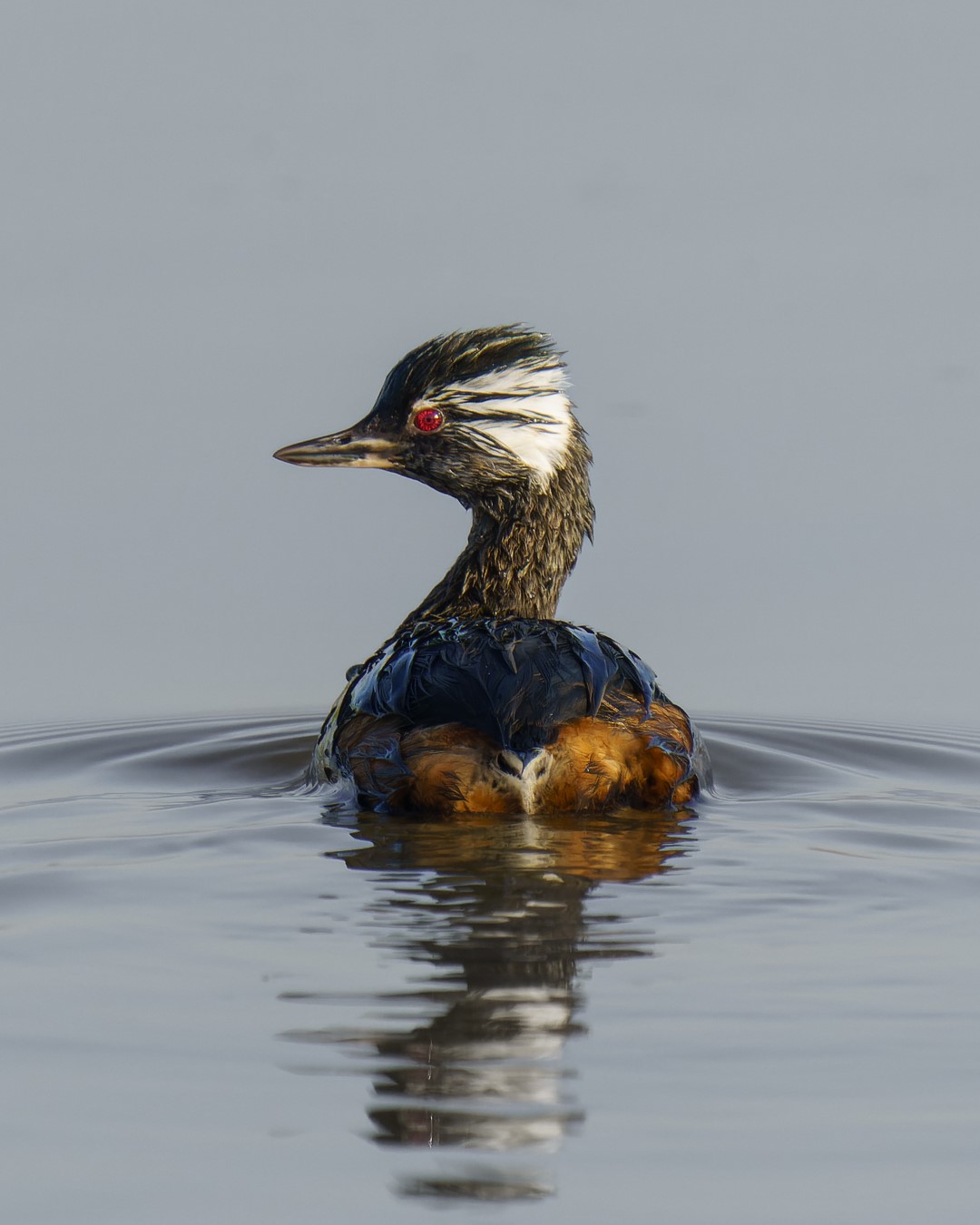 White-tufted Grebe
